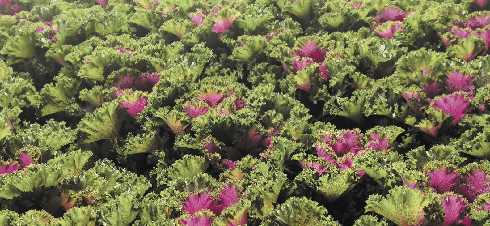 “冷凉资源”变“火热产业”(图2)