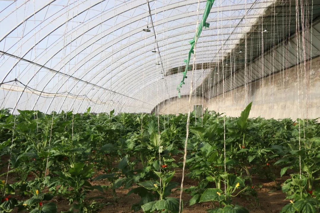 揭秘!乌海市海勃湾如何让有机蔬菜冬日上新(图1)