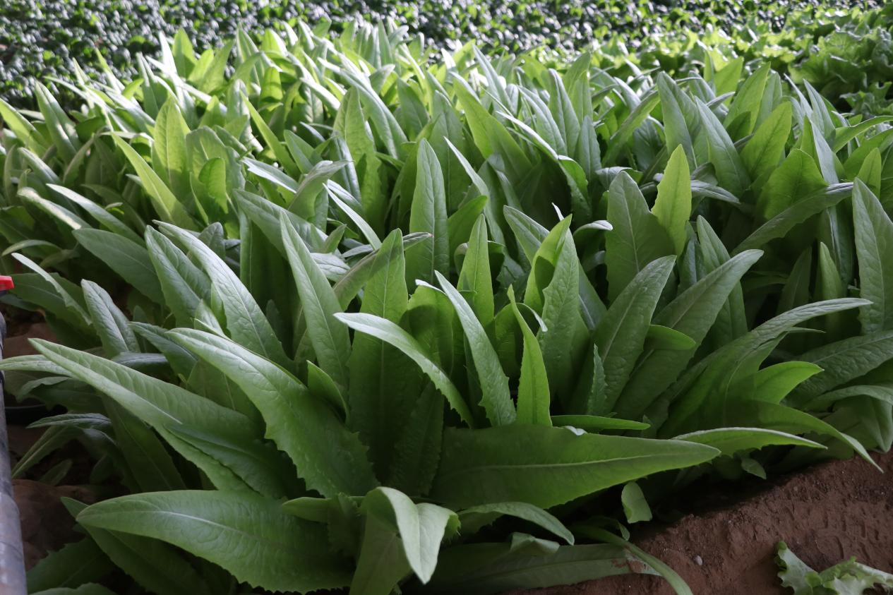 揭秘!乌海市海勃湾如何让有机蔬菜冬日上新(图2)