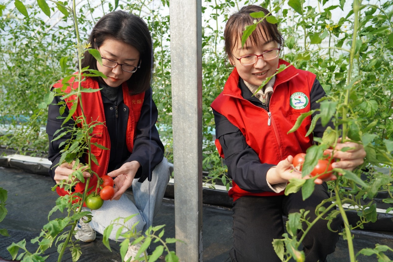 山東壽光:綠色科技“慧”種田潛心幫扶情滿園(图2)