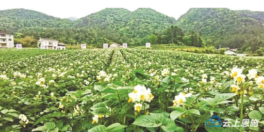 湖北日报：做好土特产文章加速恩施硒品出圈(图2)