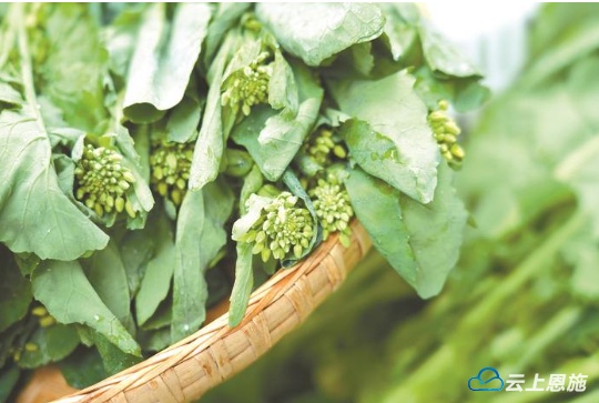 湖北日报：做好土特产文章加速恩施硒品出圈(图3)