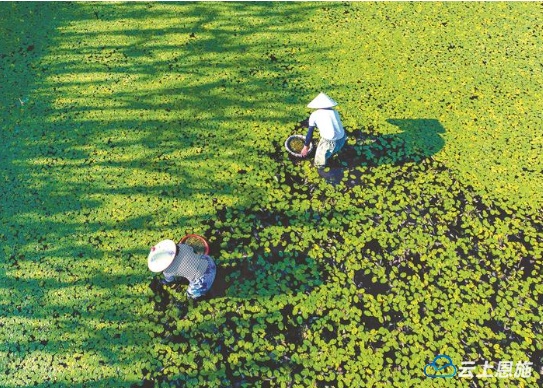 湖北日报：做好土特产文章加速恩施硒品出圈(图5)