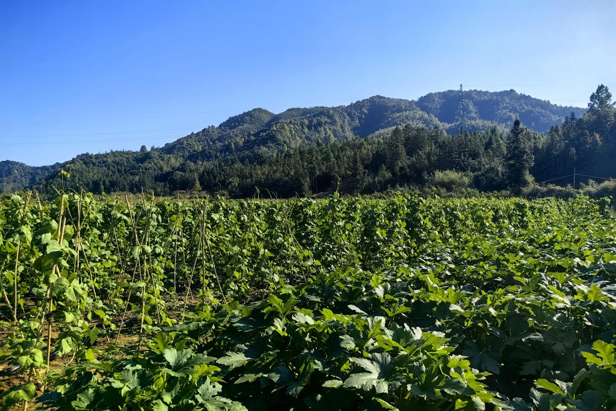 东至：生态农场春意浓绿色发展产业旺(图2)