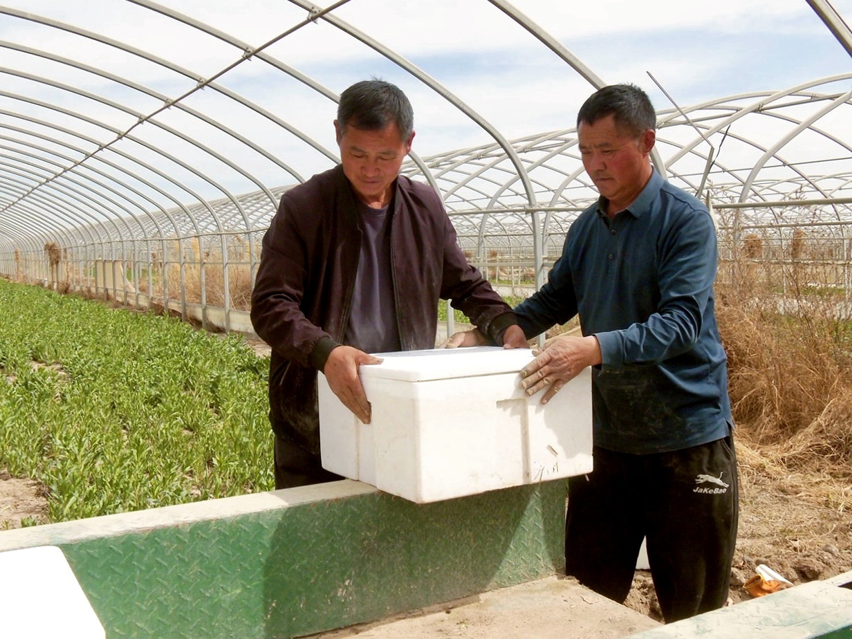 英吉沙县板蓝根青菜“争鲜”上市！(图4)