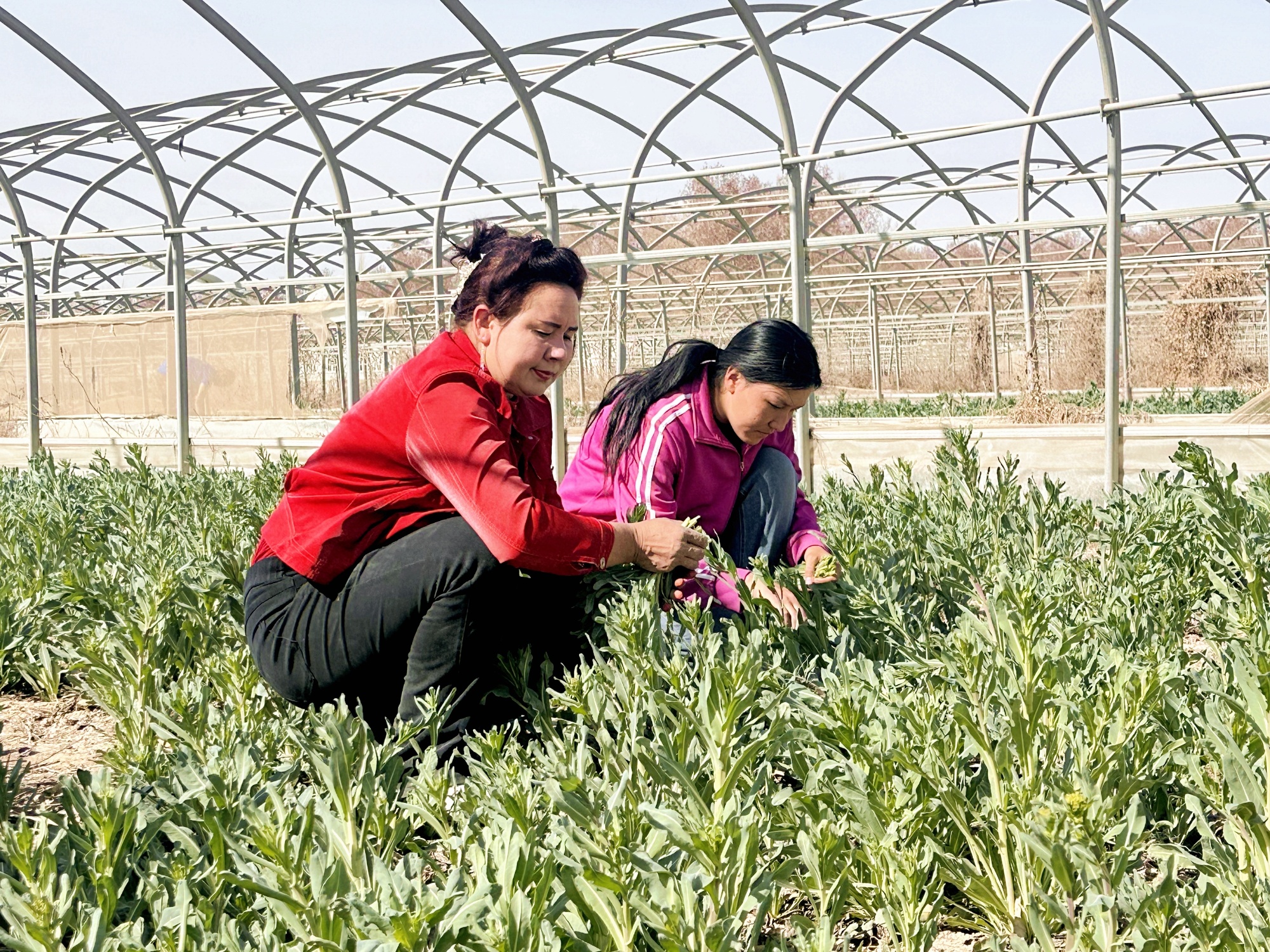 英吉沙县板蓝根青菜“争鲜”上市！(图3)