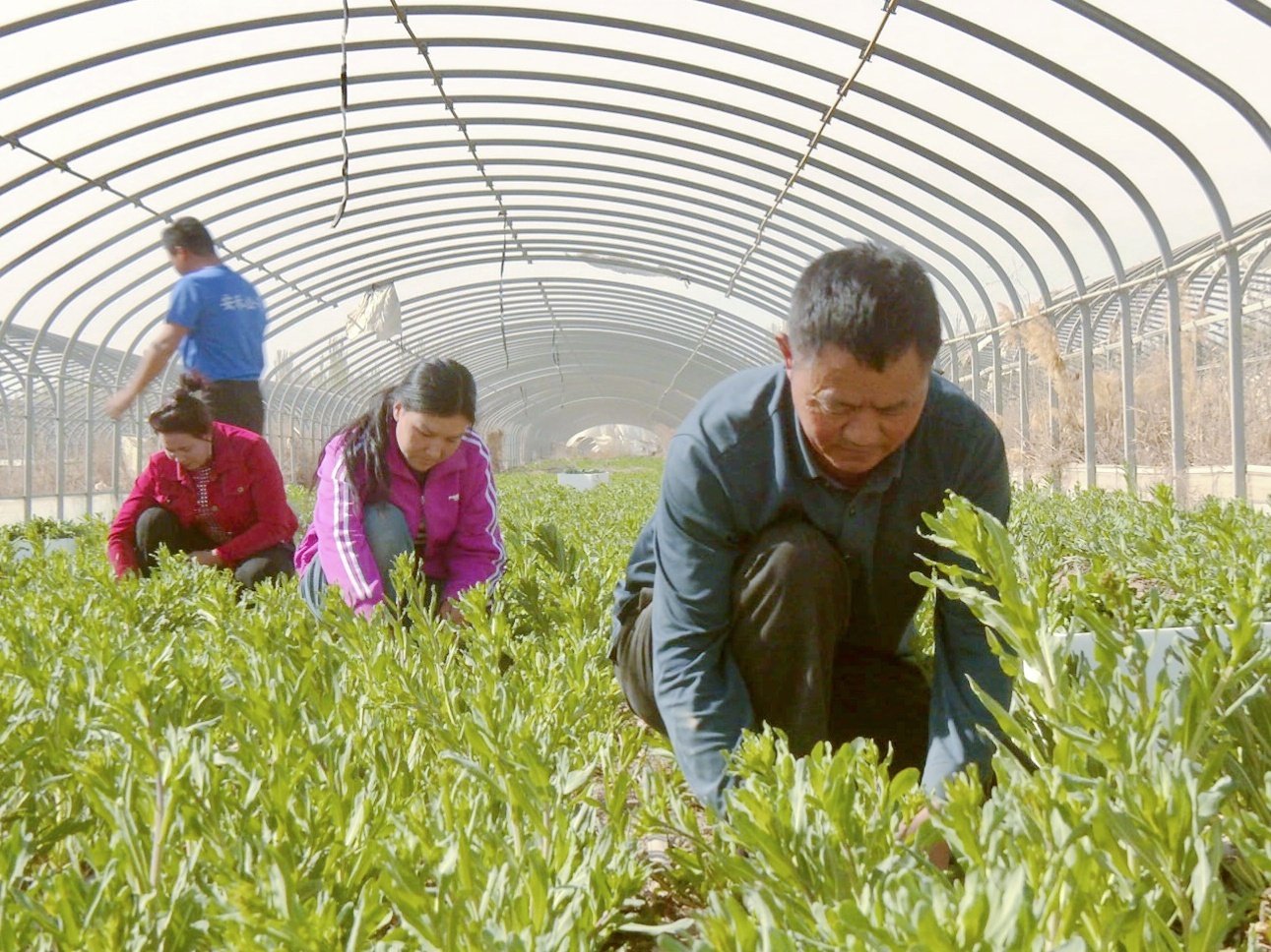 英吉沙县板蓝根青菜“争鲜”上市！(图1)