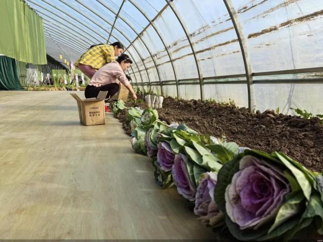 综艺《种地吧》带火“共享菜园”！有人两年营收66万(图2)