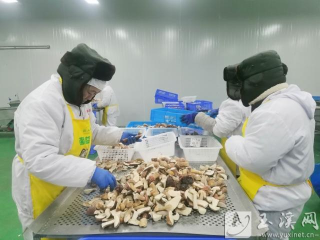 易门县探索高原特色农业高质量发展新路径(图1)