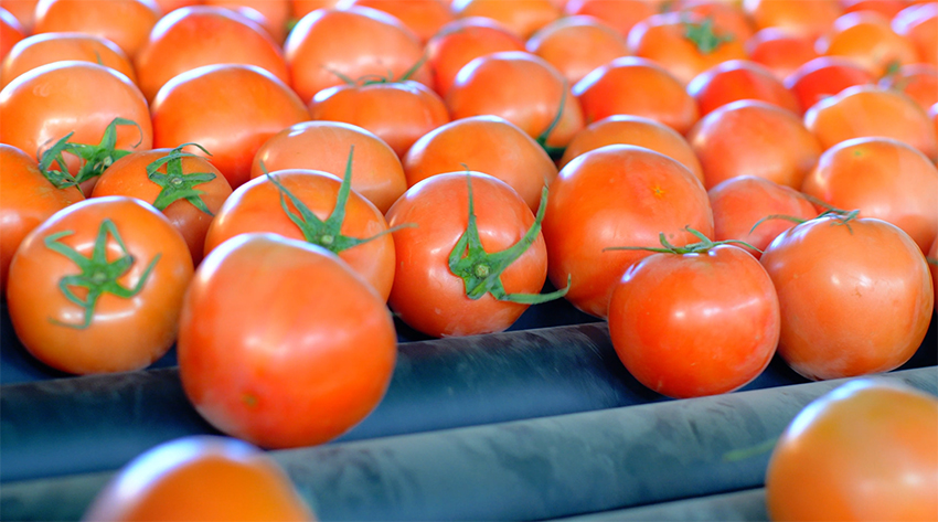 观云台这里的种子为四季“果蔬自由”撑腰(图2)