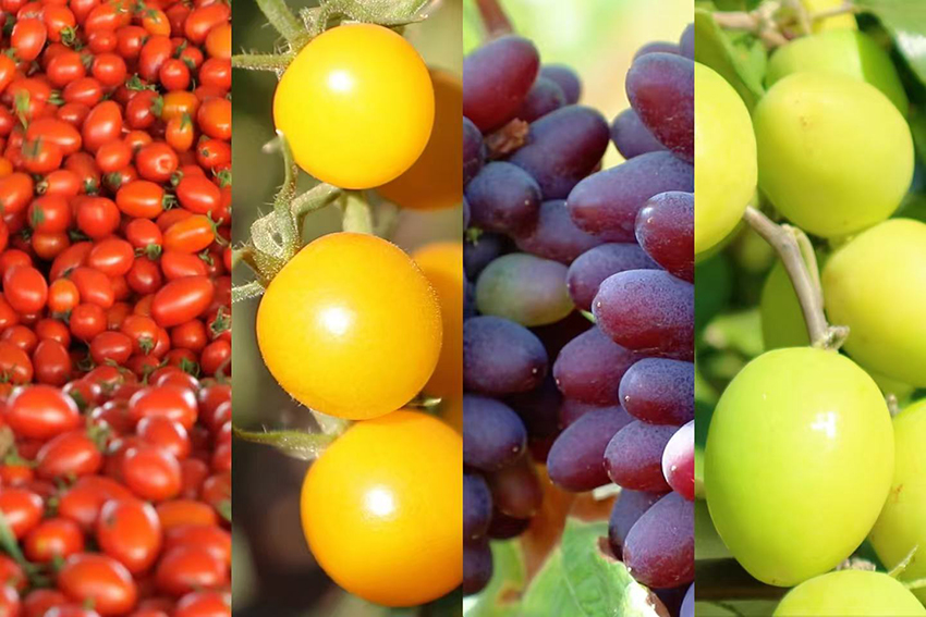 观云台这里的种子为四季“果蔬自由”撑腰(图1)