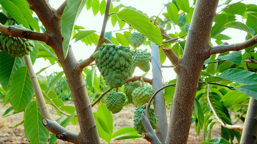 观云台这里的种子为四季“果蔬自由”撑腰(图3)