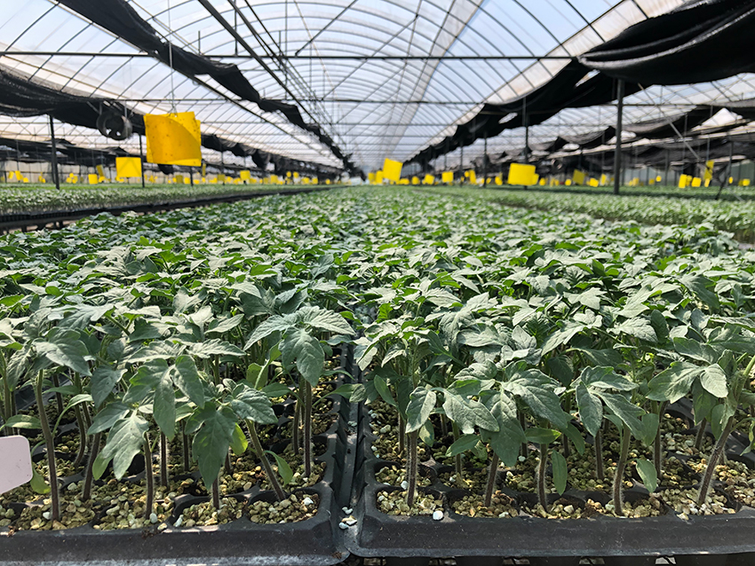 观云台这里的种子为四季“果蔬自由”撑腰(图4)