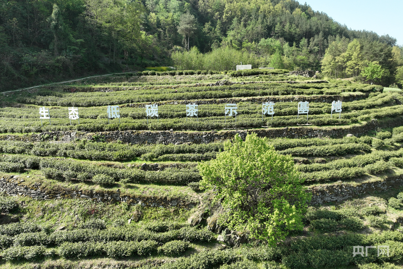 云遇丰收节·采茶春山上｜陕西汉中：五色汉茶承古韵科技赋能育新香(图3)