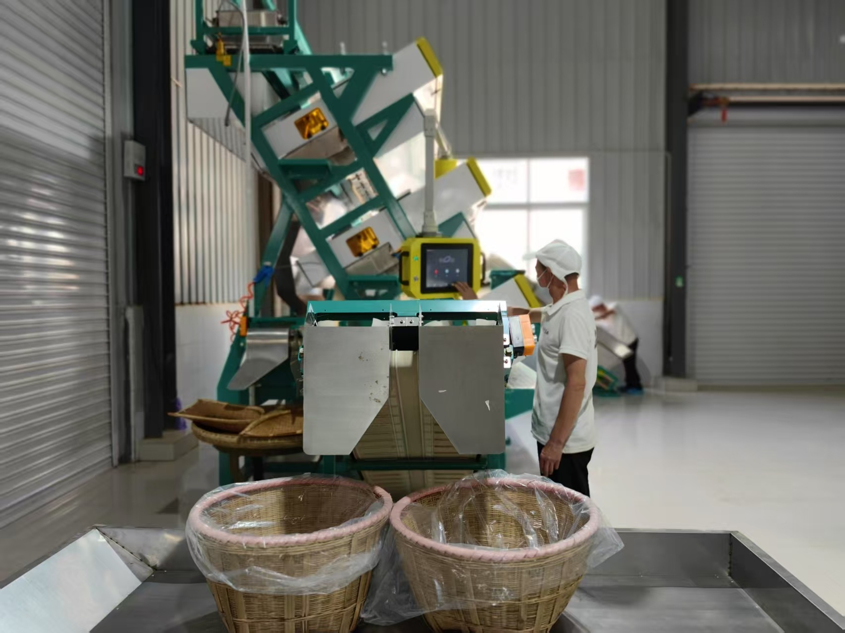 云遇丰收节·采茶春山上｜陕西汉中：五色汉茶承古韵科技赋能育新香(图2)