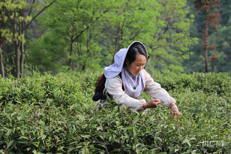 云遇丰收节·采茶春山上｜陕西汉中：五色汉茶承古韵科技赋能育新香(图1)