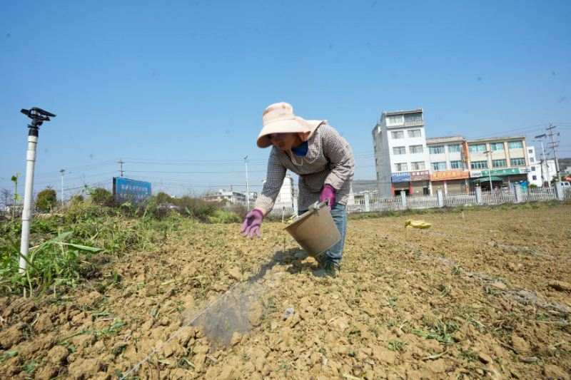 有机“沃土”绘就烟叶绿色转型新画卷(图2)