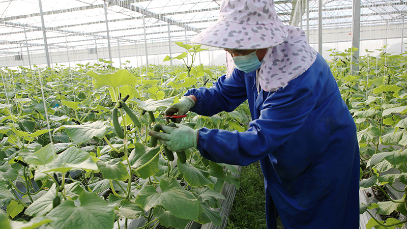 云南弥渡：有机蔬菜种植产业初具规模(图1)