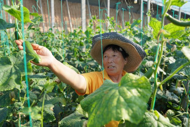 乡村特色产业丨这个村的蔬菜“根本不够卖！”(图4)