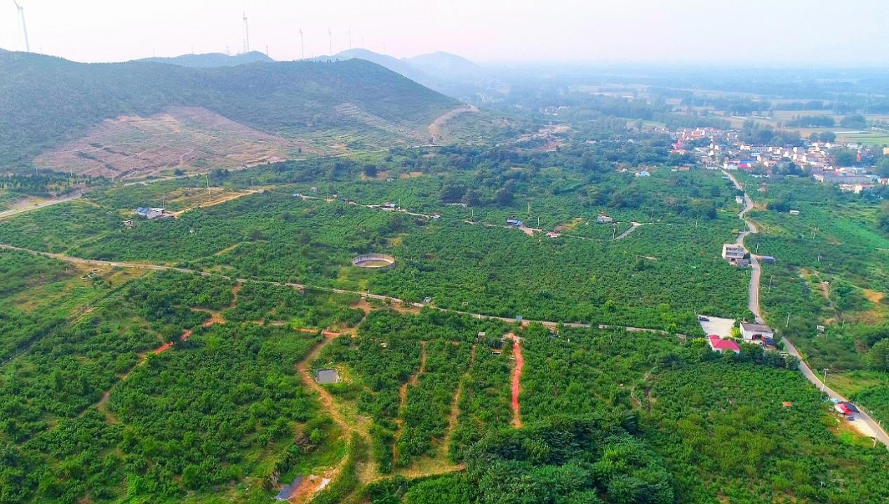 淮北烈山区：黄营灵枣甜了乡亲心(图3)