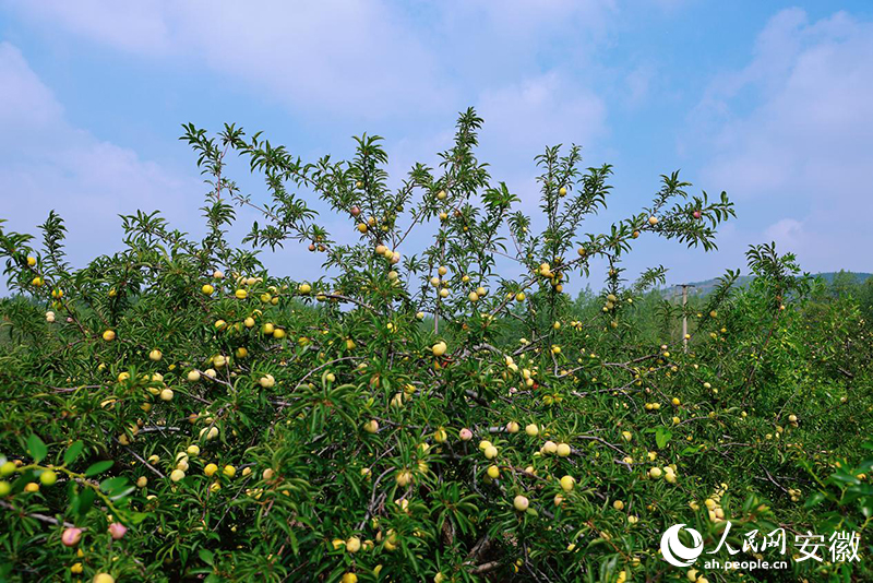 淮北烈山区：黄营灵枣甜了乡亲心(图2)