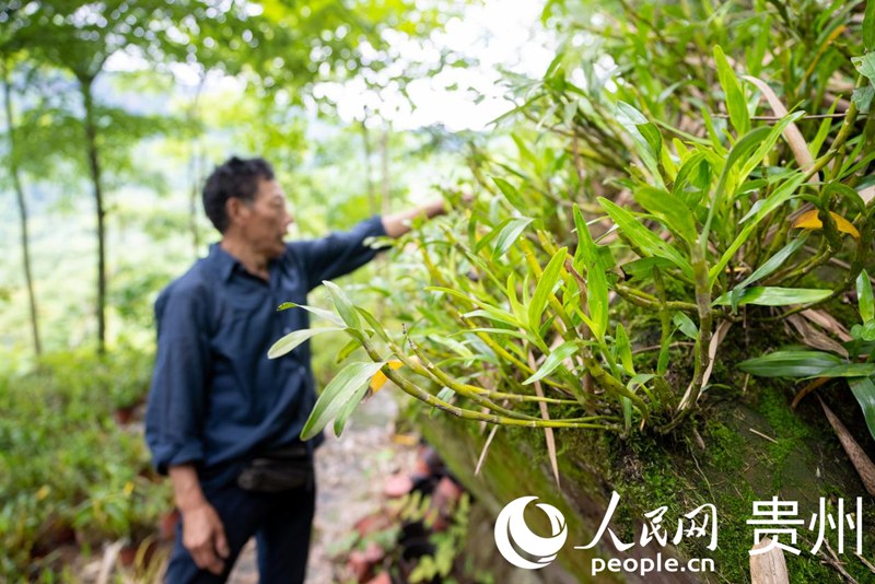 贵州千亿级林下经济产业蹚出生态富民新路(图2)