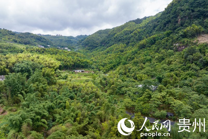 贵州千亿级林下经济产业蹚出生态富民新路(图1)