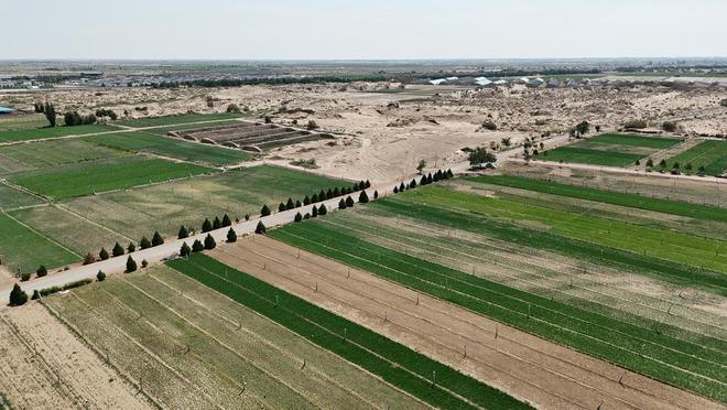 从西北戈壁走出的“顶流蔬菜”凭啥出圈？(图3)