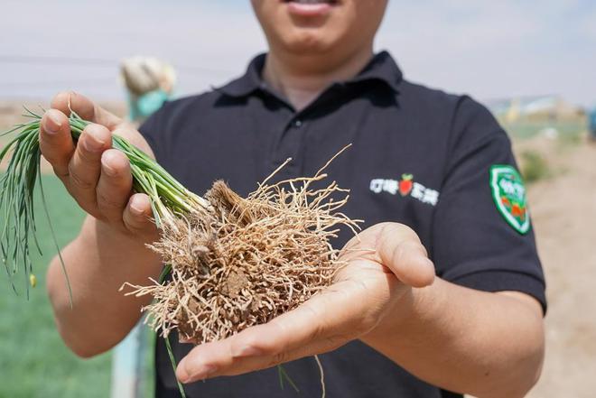 从西北戈壁走出的“顶流蔬菜”凭啥出圈？(图2)