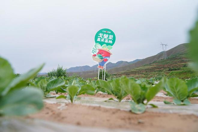 从西北戈壁走出的“顶流蔬菜”凭啥出圈？(图1)