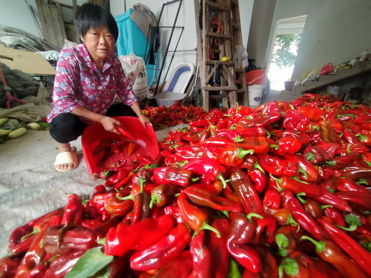 休宁县万安镇：夏日农忙喜丰收(图1)