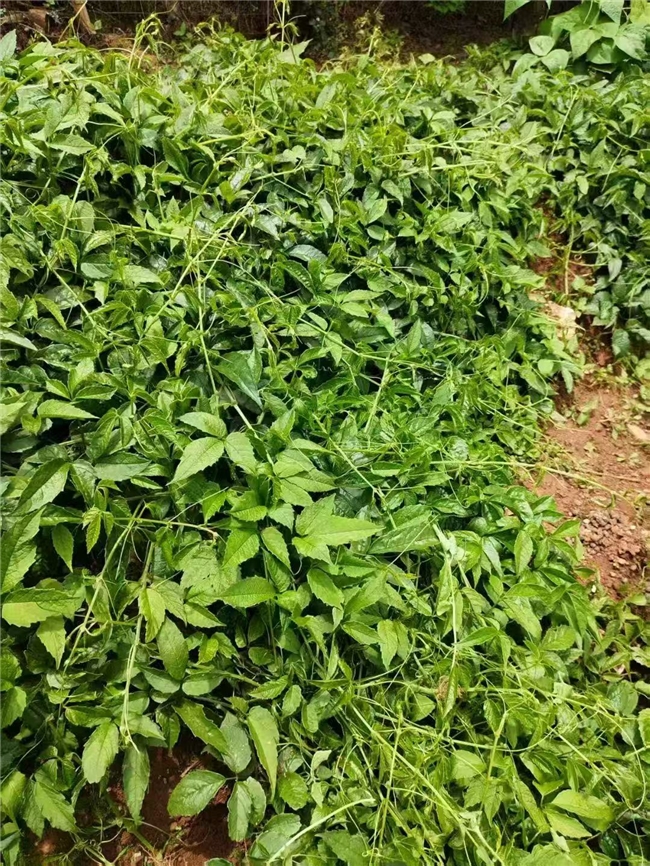 广西联投现代农业科技集团有限公司专注三叶青种植发展！(图1)