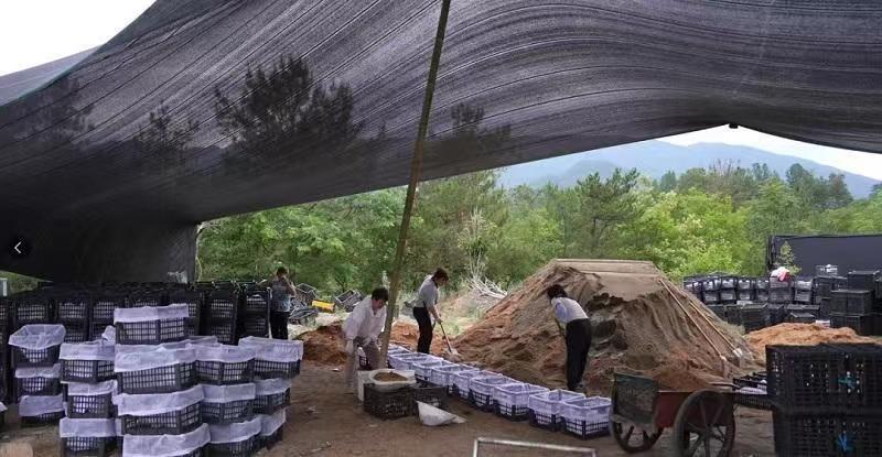 天赐“神药”天麻的“宁强传奇”(图4)