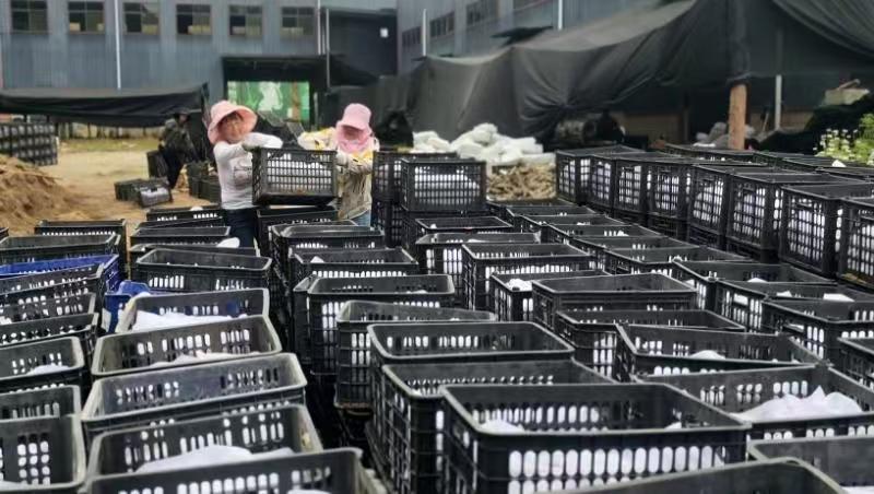 天赐“神药”天麻的“宁强传奇”(图6)