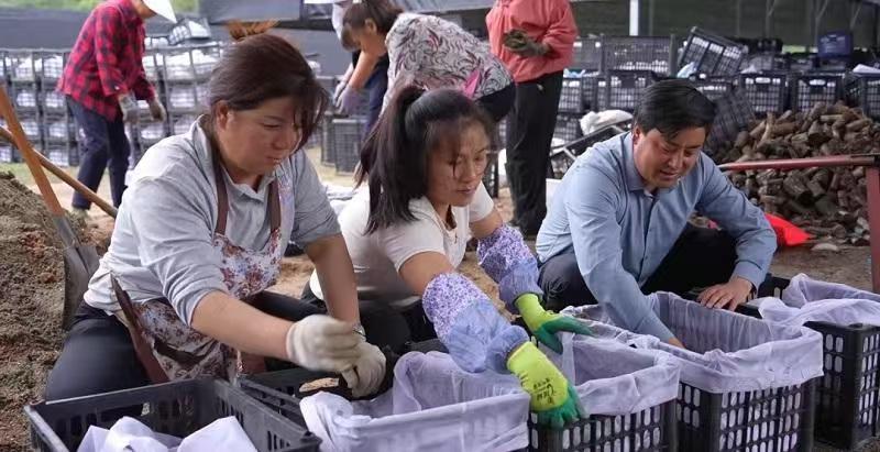 天赐“神药”天麻的“宁强传奇”(图5)