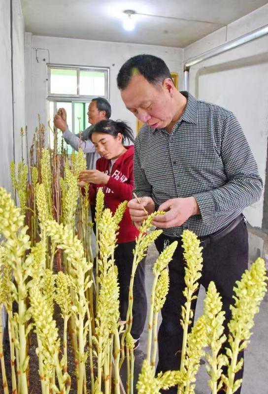 天赐“神药”天麻的“宁强传奇”(图8)