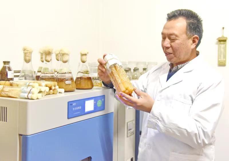 天赐“神药”天麻的“宁强传奇”(图9)