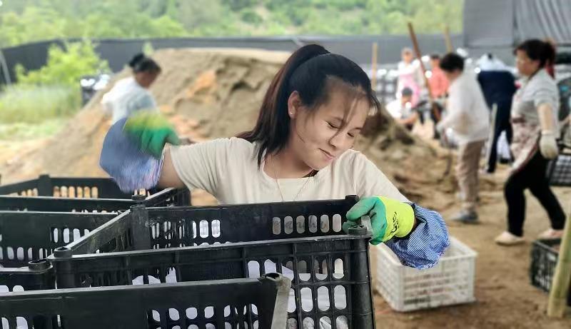 天赐“神药”天麻的“宁强传奇”(图7)