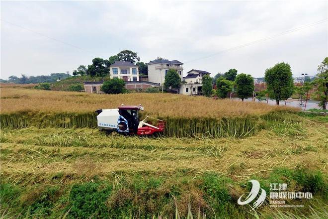 谁来种地？怎样种好地？这是江津的回答(图7)