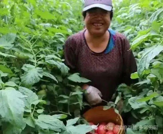 一棚纯利15万！科左后旗双胜村百栋蔬菜大棚‘种’出富民强村路(图1)