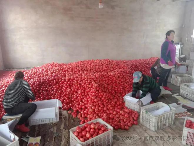 一棚纯利15万！科左后旗双胜村百栋蔬菜大棚‘种’出富民强村路(图3)