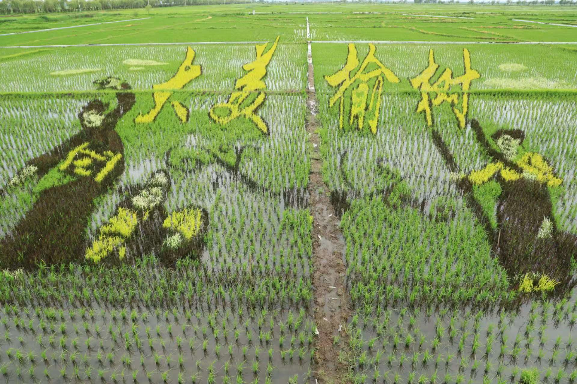 吉林大米十大地理标志榆树大米:科技驱动品质升级品牌建设跑出“加速度”(图2)