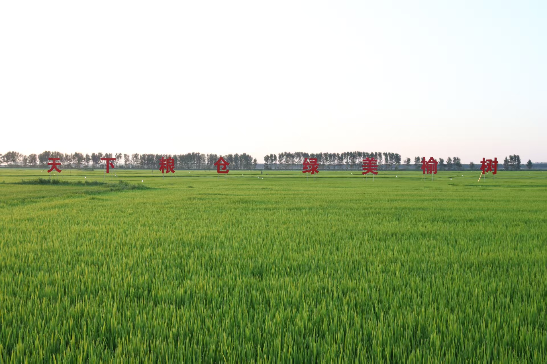 吉林大米十大地理标志榆树大米:科技驱动品质升级品牌建设跑出“加速度”(图4)