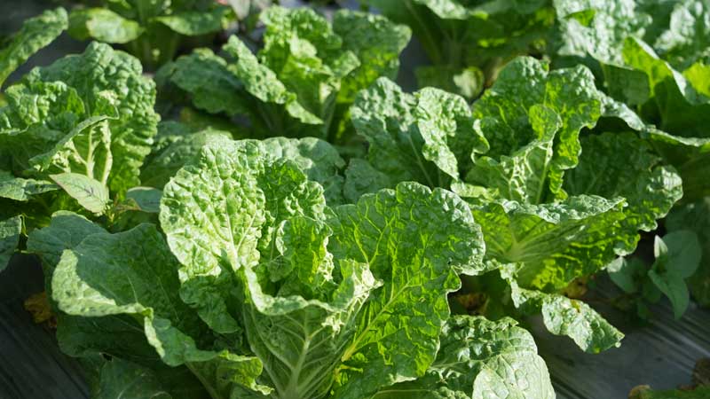 昭通永善：云端蔬菜绘就乡村振兴新画卷(图3)