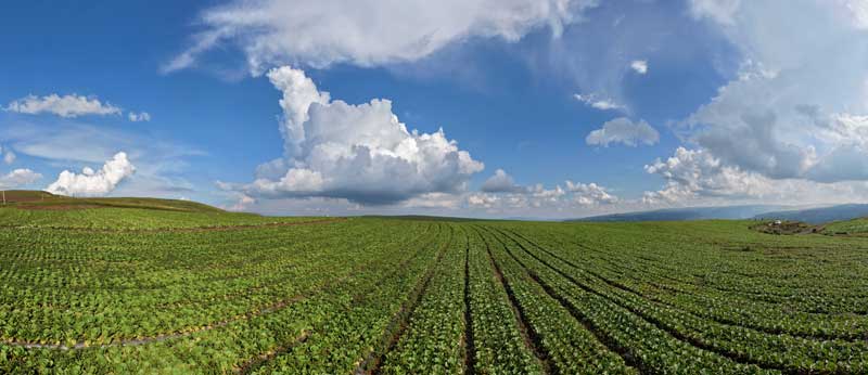 昭通永善：云端蔬菜绘就乡村振兴新画卷(图1)