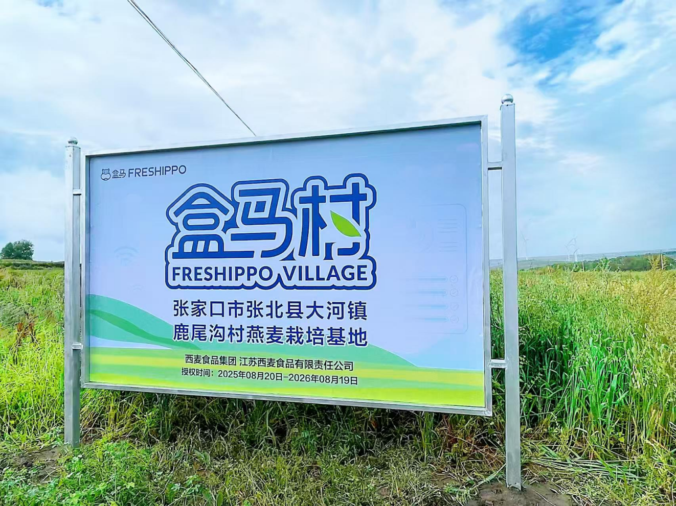 有机燕麦“盒马村”落户张北阿里巴巴助力张北打造可持续发展样板县域(图1)