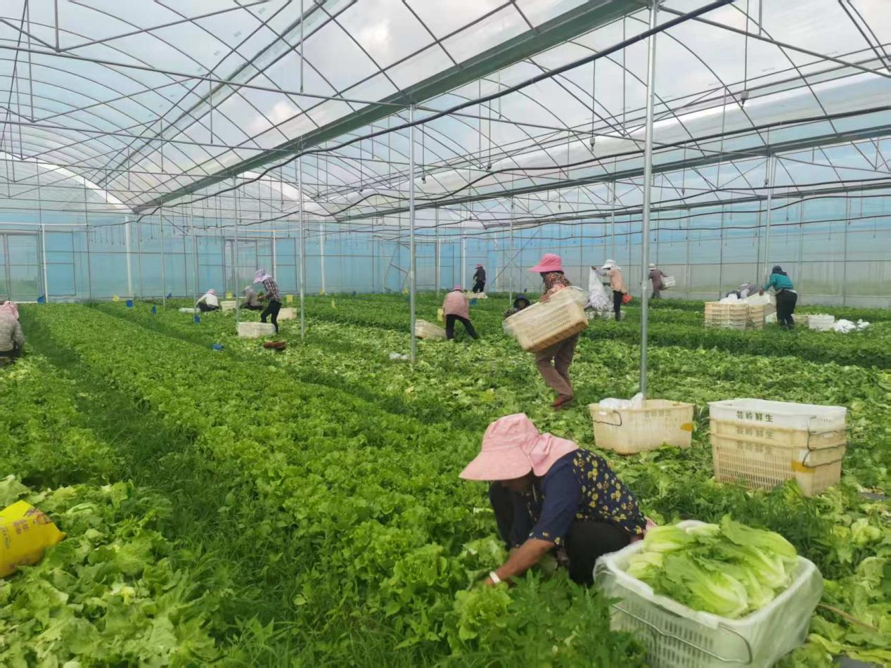 武定县插甸镇:稳就业“组合拳”激活发展新动能(图2)