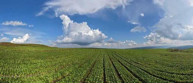 从“论吨卖”到“论颗卖”!昭通永善5万亩高山冷凉蔬菜陆续采收(图1)