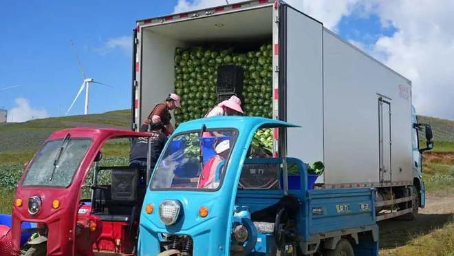 从“论吨卖”到“论颗卖”!昭通永善5万亩高山冷凉蔬菜陆续采收(图2)