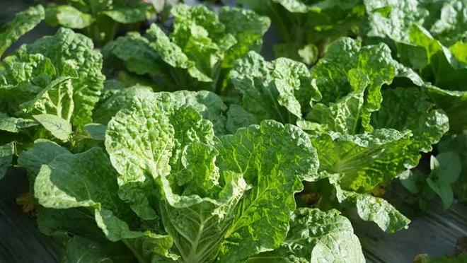 从“论吨卖”到“论颗卖”!昭通永善5万亩高山冷凉蔬菜陆续采收(图3)